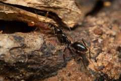 Leptomyrmex burwelli