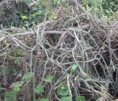 Cissus quadrangularis