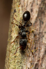 Podomyrma grossestriata