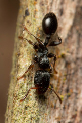 Podomyrma grossestriata