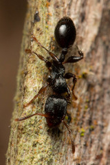 Podomyrma grossestriata