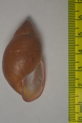 Mirinaba cadeadensis