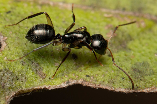 Camponotus froggattiCamponotus froggatti