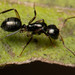 Camponotus froggatti - Photo (c) Mark Ayers, some rights reserved (CC BY-NC), uploaded by Mark Ayers