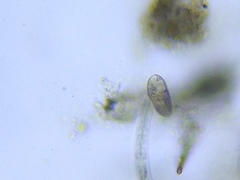 Entosiphon