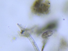 Entosiphon