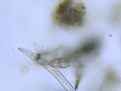 Entosiphon