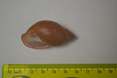 Mirinaba cadeadensis