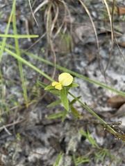 Eriosema crinitum