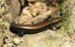 Plestiodon brevirostris