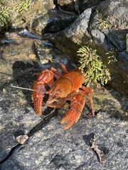 Cambarus asperimanus