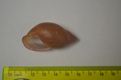 Mirinaba cadeadensis