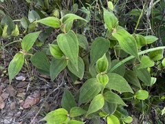 Miconia strigillosa