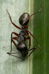 Camponotus hartogi