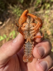 Cambarus asperimanus