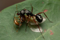 Camponotus hartogi