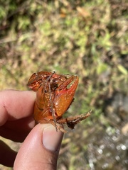 Cambarus asperimanus