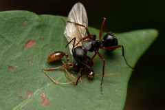 Camponotus hartogi