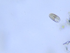 Entosiphon