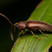 Hemiopsida - Photo (c) Mark Ayers, some rights reserved (CC BY-NC), uploaded by Mark Ayers