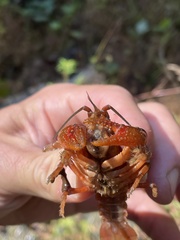 Cambarus asperimanus