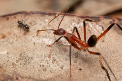 Leptomyrmex cnemidatus