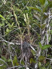 Tillandsia polystachia