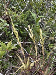 Tillandsia polystachia
