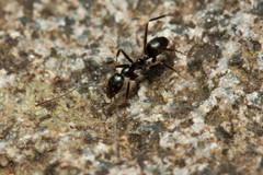 Leptomyrmex burwelli