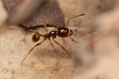 Pheidole vigilans