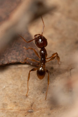 Pheidole vigilans