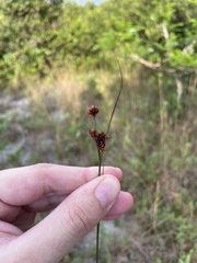 Rhynchospora fascicularis