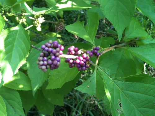 American beautyberry