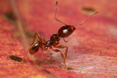 Pheidole vigilans