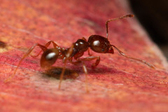 Pheidole vigilans