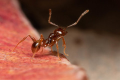 Pheidole vigilans