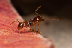 Pheidole vigilans