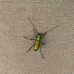 Chrysoprasis aurigena