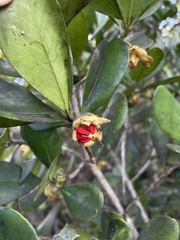 Ternstroemia stahlii