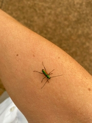 Chrysoprasis aurigena