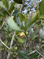 Ternstroemia stahlii