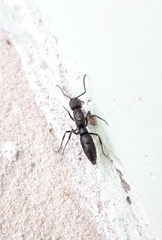 Pachycondyla crassinoda