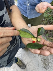 Ternstroemia stahlii