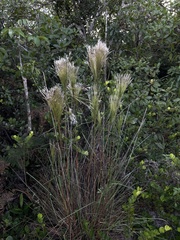 Andropogon bicornis