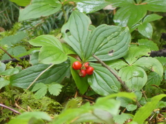 Cornus unalaschkensis