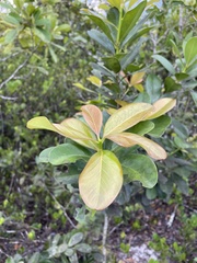 Ternstroemia stahlii