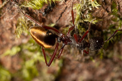 Dolichoderus extensispinus