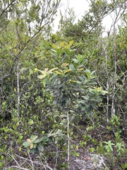 Ternstroemia stahlii