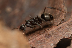 Prolasius