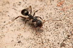 Prolasius